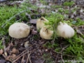 Wandeling Herbertusbos Heeze